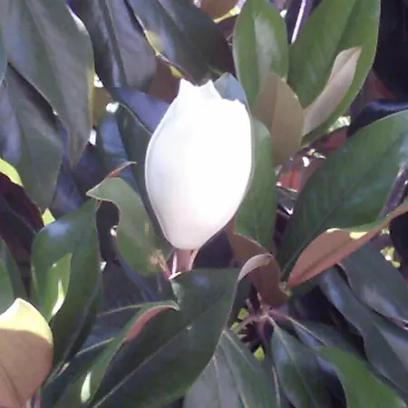 Il Giardino Di Tonia - Oplontis - Bed & Garden - Bed & Breakfast *